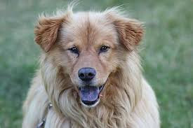 Puppyfinder.com is your source for finding an ideal golden retriever puppy for sale in michigan, usa area. Midland Mi Golden Retriever Meet Goldielocks A Pet For Adoption
