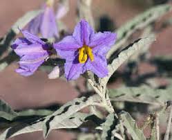 Image result for Buchnera chimanimaniensis