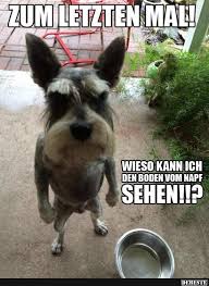 Zum Letzten Mal Lustige Bilder Spruche Witze Echt Lustig Lustige Hund Bilder Hund Witze Lustige Hund Meme