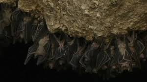 We found 2 groups of sequences that belonged to group 1 (genus alphacoronavirus) and group 2 (genus betacoronavirus … Bats Forced Out As Philippines Sanctuary Overflows Bbc News