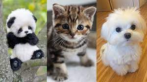 Jan 25, 2021 · cute dog #2: Cute Baby Animals World S Cutest Video Series 1 Youtube