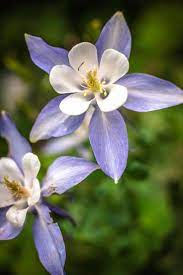 15 Top Native Plants Of The Pacific Northwest Native Plants Annual Plants Shade Perennials
