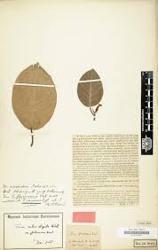 Image result for Antherotoma tenuis