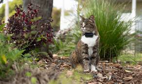 I’m not sure I can be there for friend who lets her cats roam outdoors, and then loses them