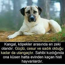 13b Begenme 54 Yorum Instagram 39 Da Gizli Bilimler Gizlibilimler Bilgi Psikoloji Metin Mesajlari