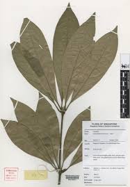 Image result for Actinodaphne