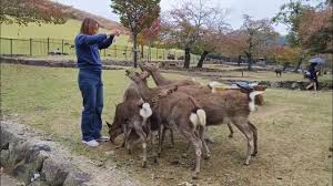 Nara Deer Park