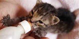 Tips Sebagai Cara Dalam Merawat Anak Kucing Yang Masih Bayi Dari Kecil Http Www Kucinglovers Com Cara Merawat Anak Kucing Ku Anak Kucing Bayi Kucing Kucing