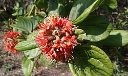 Image result for Combretum coriifolium