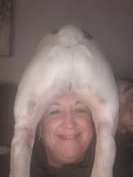 Do English Bulldogs often put their butts up against their owners' heads  when sleeping?