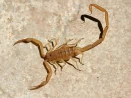 Arizona Bark Scorpion Hurts Scorpion Scorpions In Arizona Desert Scorpion