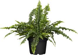 Image result for ledviník