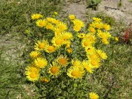 Image result for Pentanema indicum