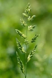 Image result for Phalaris arundinacea