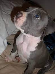 American bully puppies for sale, american bully dogs for adoption and american bully dog breeders. Pitbull Terrier Puppies For Sale Near Me