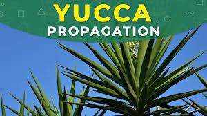 You may want to try it with a yucca since half the fun of gardening is experimentation. Yucca Propagation From Cuttings Rooting Process Plant Repotting Youtube