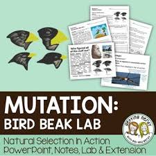 Students Discover How Mutations Lead To Adaptation And Subsequently Led To The Development Of Charles Evolution Activities Life Science Lessons Biology Lessons