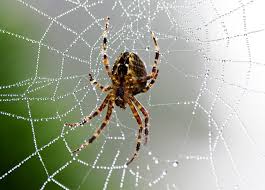 Garden Spider Underside Poisonous Spiders Garden Spider Bug Bites Remedies