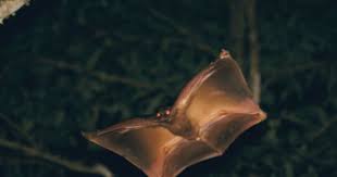 Philippine Flying Lemur Cynocephalus Volans Is One Of The Best Gliding Mammals Though They Are Not That Great At Climbing Flying Lemur Weird Animals Animals