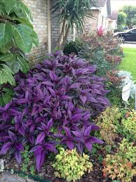 My Beautiful Persian Shield Japanesegardendesign My Beautiful Persian Shield Japanese Garden Desi Shade Plants Shade Plants Container Purple Flowers Garden