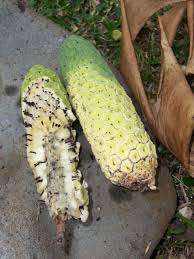Pin On Fruit