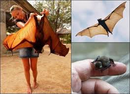 The Giant Golden Crowned Flying Fox Gets Its Species Name From The Golden Fur Around The Head In Sharp Contrast To Nature Animals Getting Rid Of Bats Fox Bat