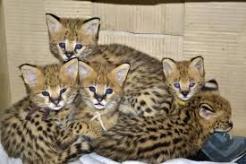 Caracal Serval Ocelots Kittens For Sale Pets And Animals For Sale Usa