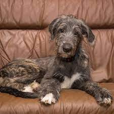 We did not find results for: Irish Wolfhound Pdsa