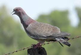 Angka main erek erek burung kolibri di buku mimpi 2d 3d 4d bergambar untuk tafsir taysen nomor gaya baru no pelarian serta kode alam lengkap. Shio Burung Merpati 2020