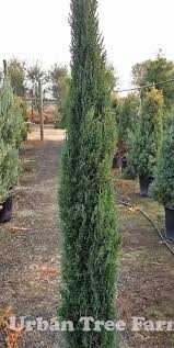 Image result for Cupressus sempervirens
