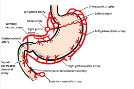 The common femoral artery is the largest artery found in the femoral region of the body. Schematic Illustration Showing The Arteries Supplying The Stomach And Download Scientific Diagram