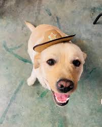 Piper Pals Petcare & Photography