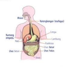 Pankreas mengeluarkan enzim ke dalam duodenum yang memecah lemak, karbohidrat dan protein. Proses Pencernaan Dan Alur Perjalanan Makanan Jawaban Soal Tvri Halaman All Kompas Com