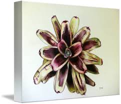 Neoregelia Painted Delight By Penrith Goff Fine Art Prints Painting Framed Art Prints