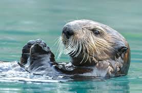 Meet The Locals Top 6 Animals To Look Out For In Alaska Cruise Passenger