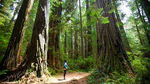 Eight ada accessible cabins are available for reservation in redwood national and state parks. Redwood National Park The Complete Guide