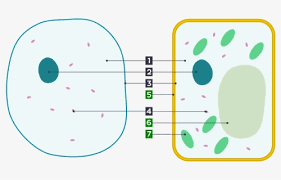 Below you will see a microscope label the following parts. Animal Cell Diagram Without Labels Animal Cell Diagram Numbered Hd Png Download Kindpng