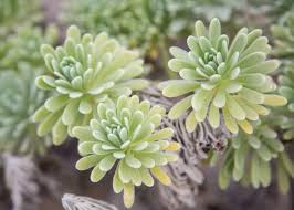 Image result for Suriana maritima