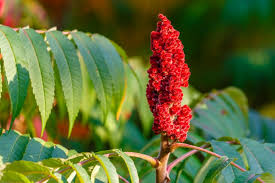 Shrubs are woody perennial plants with multiple stems that provide visual interest and structure, as well as privacy and traffic control planted in the ground and in containers. 14 Shrubs You Can T Kill Hgtv