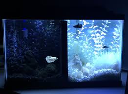 Hey Guys I Ve Decided That I M Going To Be Retiring The Yin Yang Tank I Think I May Sell Everything In Fish Tank Themes Betta Fish Tank Fish Tank Decorations