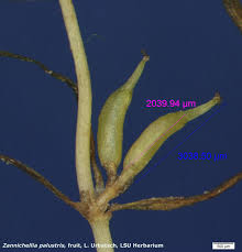 Image result for Zannichellia palustris