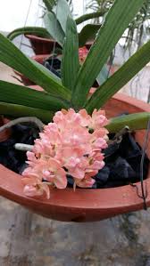 Rhynchostylis Gigantea Var Orange Fragrant Klairvoyant Orchids Orchids Orchids Plants Oncidium