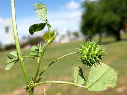 Image result for Medicago polymorpha