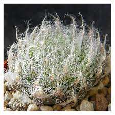 Image result for Oncocalyx bolusii