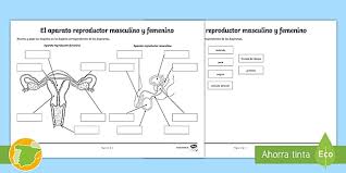 Check spelling or type a new query. Ficha De Actividad El Aparato Reproductor Masculino Y Femenino