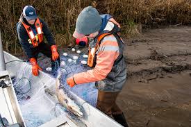 NWIFC Chairperson Lorraine Loomis Walks On