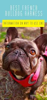 Get the best deal for french bulldog s dog harnesses from the largest online selection at ebay.com. Best French Bulldog Harness Which Frenchie Harness Is Best And Why