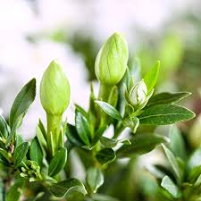 Image result for Gardenia resinifera