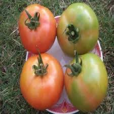 Check spelling or type a new query. Us Agri Tomato F1 Hybrid Seeds Packaging Type Packet Id 21306967591