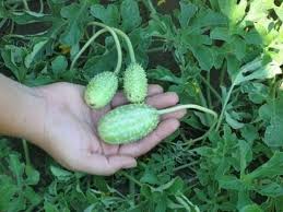 Image result for Cucumis anguria